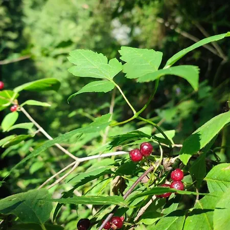 Chwile W Starym Saczu, Sauna I Beczka 빌라 *